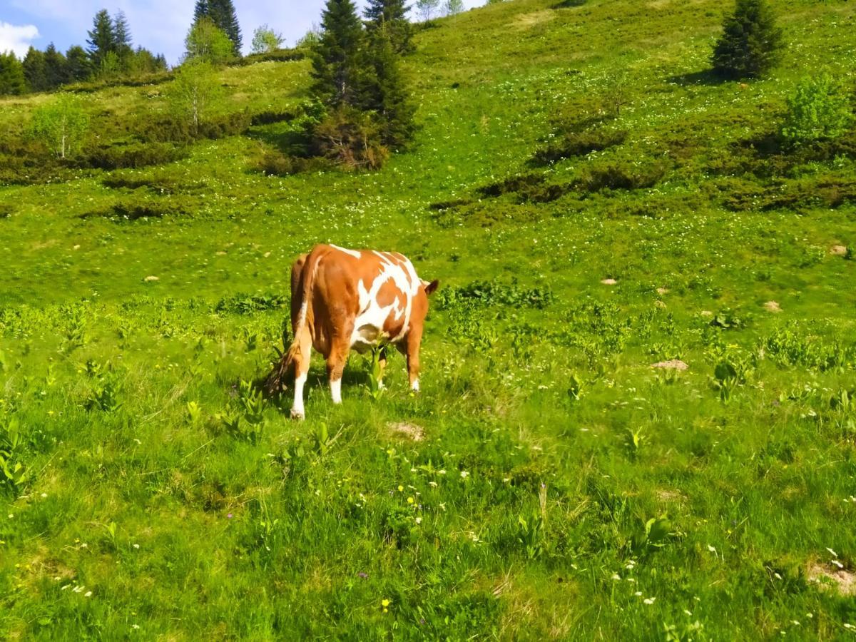 Eko Katun Damjanovic - Bjelasica Mojkovac Eksteriør billede
